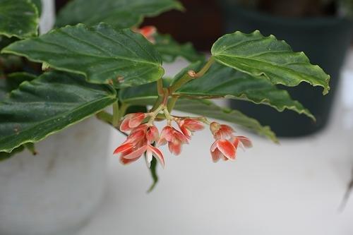 B. ‘Salmon Cascade’